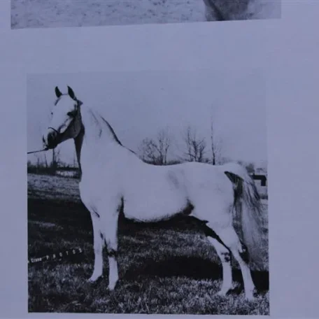 Ibn Raseyn (Raseyn x Zahara) grey stallion, foaled April 6, 1947
bred by John W. Douthit