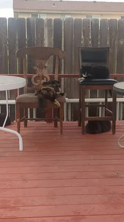 Edo, Treatman, and Fluffybutt all hanging out