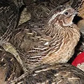 Coturnix (Japanese/Pharaoh)