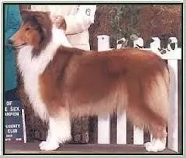 CH Southland's Glorious Rebelle