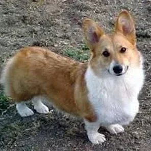 Pembroke Welsh Corgi