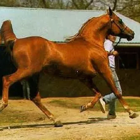 Dalul 1968 straight egyptian