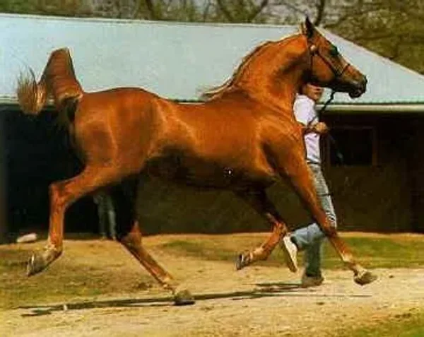 Dalul