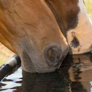 Heat Stress In Horses