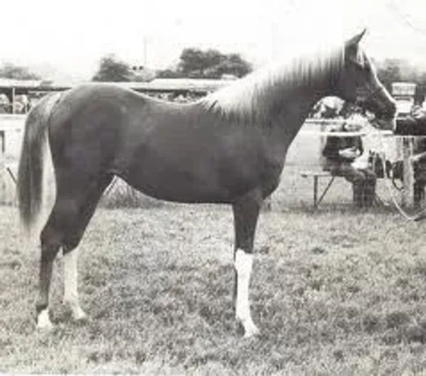 Crysilla