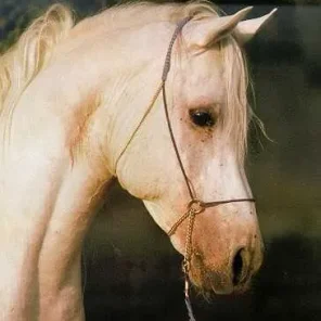 Wahag (EAO)