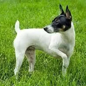 Toy Fox Terrier