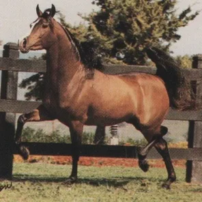 Kharbon Bey V