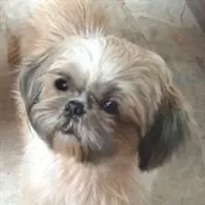 Crested Peke (Designer Dog)