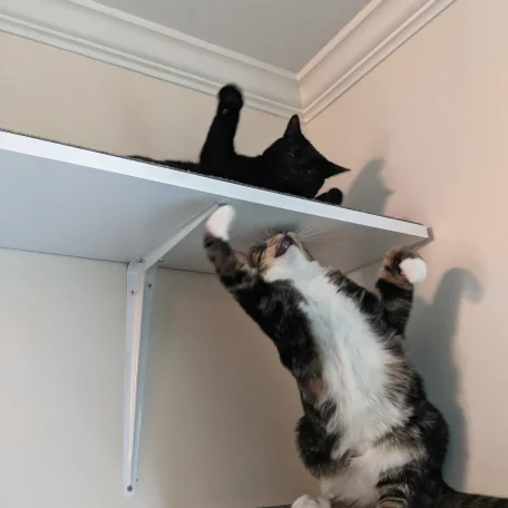 Moogle and Nightmare no longer tolerating each other.