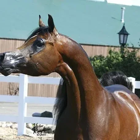 Legacy of Fame US National Champion out of Legacy of Gold US National Champion. Out of Fames Elegance C daughter of US National Champion Fame VF+.