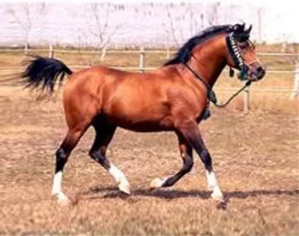 NABEG