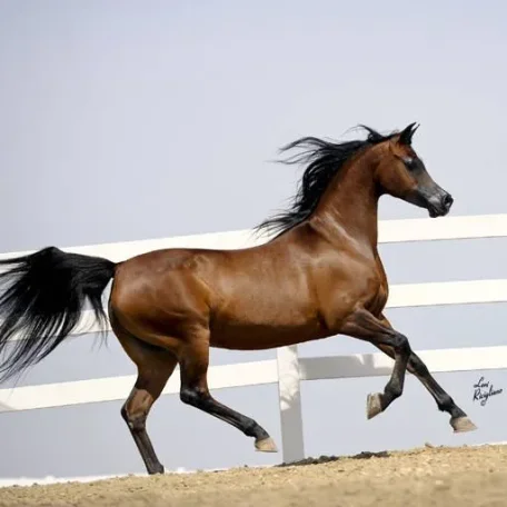 Ynazia HCF was a super-star show mare who has now produced foals that are winning around the world!