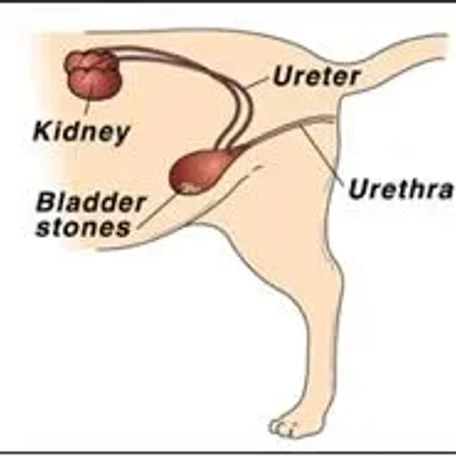 Cystitis (bladder inflammation), Urethral Blockage, Bladder/Kidney Stones - Pt 3