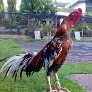 Thai Game Fowl