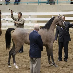WESTERN CAROLINA’S ARABIAN SHOW November 2-4 , 2012