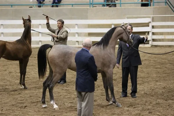 WESTERN CAROLINA’S ARABIAN SHOW November 2-4 , 2012