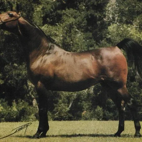 WITRAZA (*Bask++ x *Cosmosa by Witraz) ~ Full sister of WIZTERIA (dam of WISDOM) and WITROSKA (in dam line of my NO MERCI)