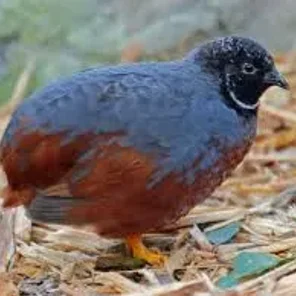Chinese Painted Quail