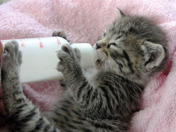 Weaning Your Kitten