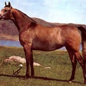 MAAR-JUAHARA