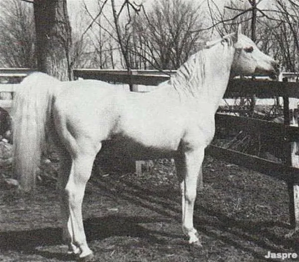 JASPRE
