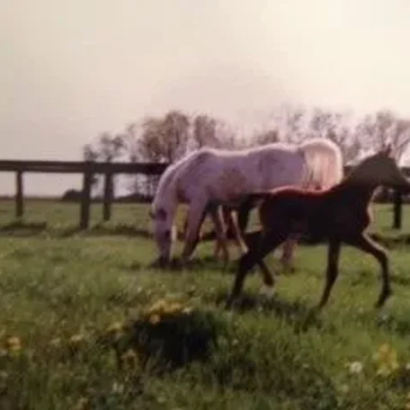 Belmar was a mare I saw years ago and never forgot...Beautiful!