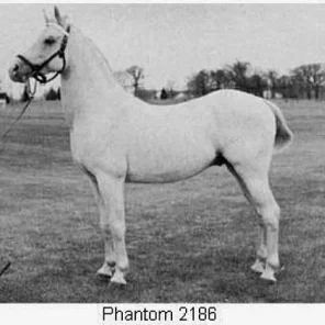 PHANTOM