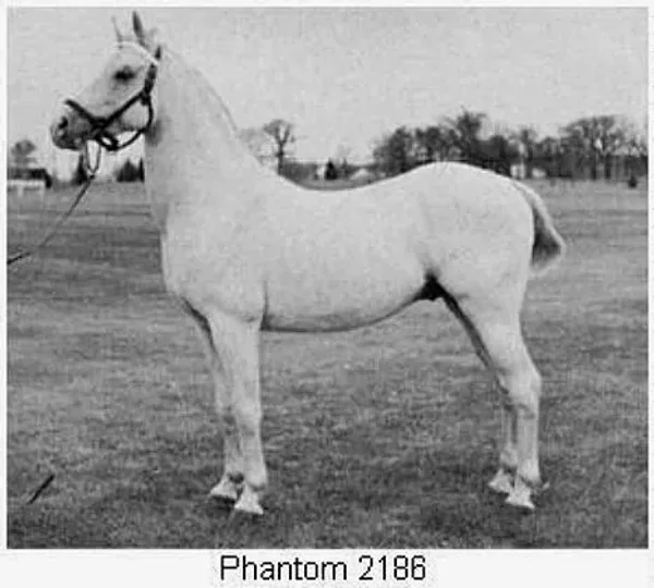 PHANTOM