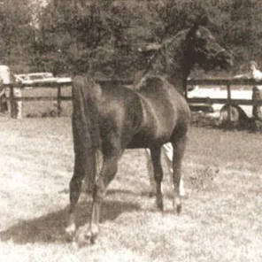 Tsali