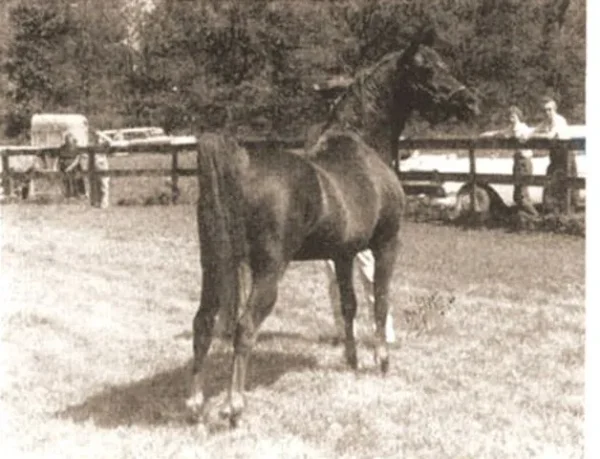 Tsali