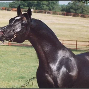 Al Baraki