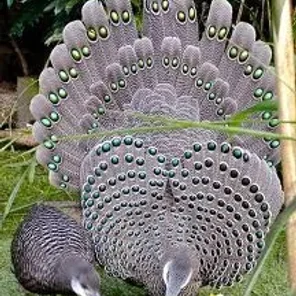 Grey Peacock-Pheasant