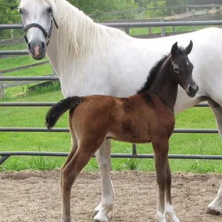 Lotu Petrena and her Besson filly