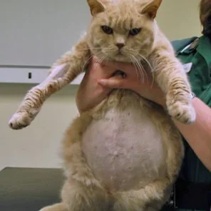 Abdominal Swelling in Cats