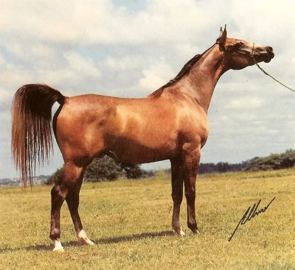 AF ENTOCADA