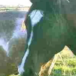 Horse Markings
