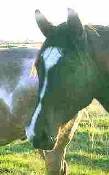 Markings on horses usually are distinctive white areas on an otherwise dark base coat color. Most horses have some markings, and they help to identify the horse as a unique individual.