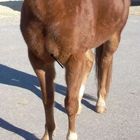 Horse Conformation