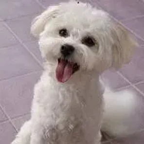 Shih-Mo (Designer Dog)