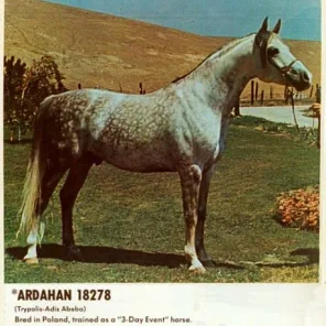 *ARDAHAN