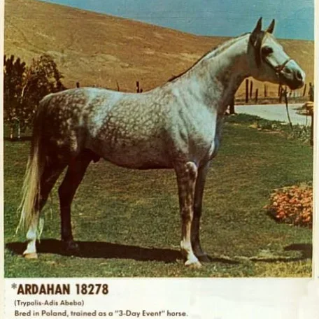 *ARDAHAN