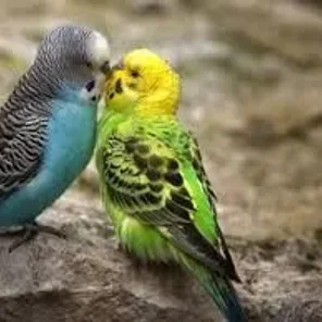 Parrotlets