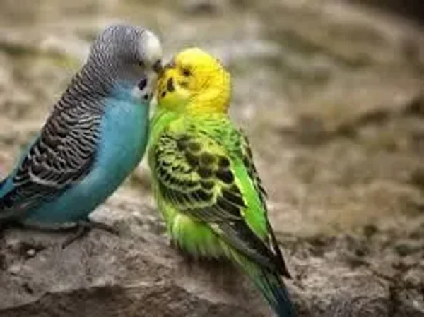 Like cotton candy Parrotlets are some of the prettiest there are!