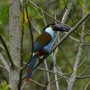 Black-billed Mountain Toucan