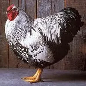 Silver Laced Wyandotte