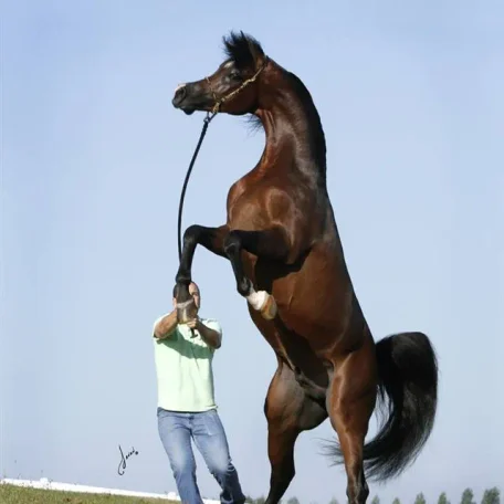 National Champion Polish Bred Stallion...*Pogrom