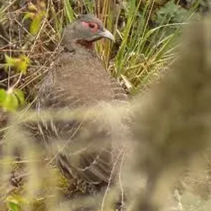 Verreaux's Monal-Partridge