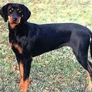 Austrian Black and Tan Hound