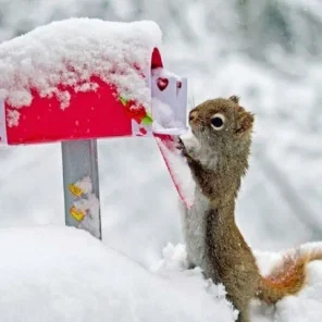 Animals in Winter We Domesticate